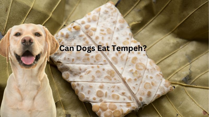 Can Dogs Eat Tempeh?What You Need To Know