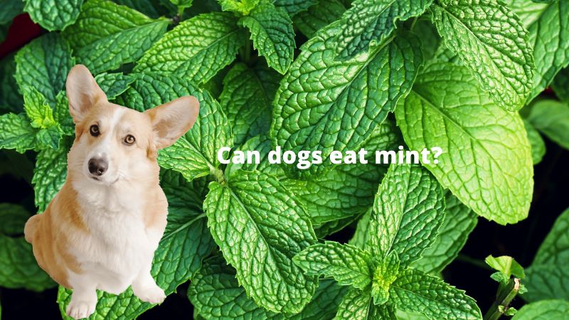 Can Dogs Eat Thyme