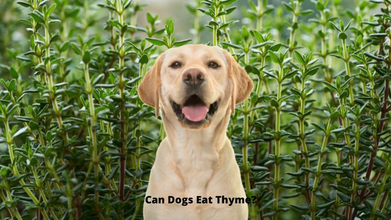 Can Dogs Eat Thyme