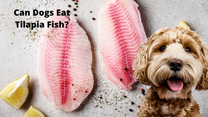 Can Dogs Eat Tilapia Fish?A Guide to Fish for Dogs