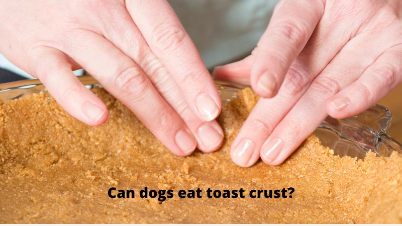 Can Dogs Eat Toast.
