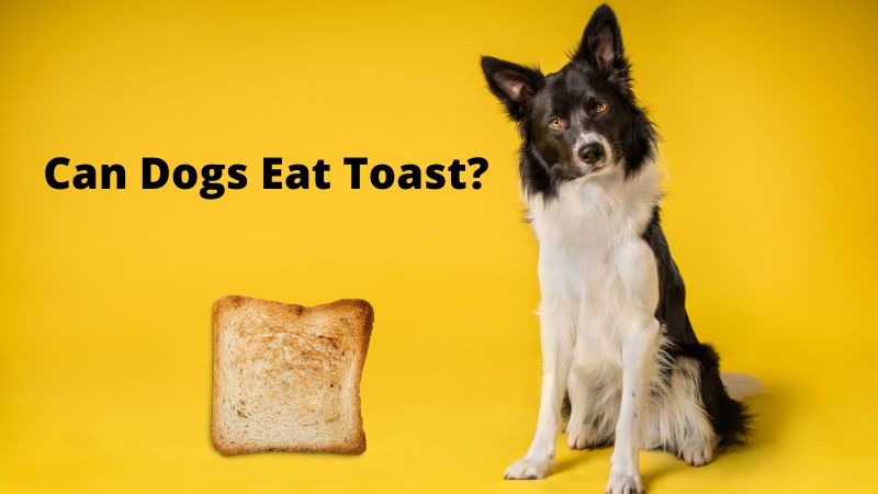 Can Dogs Eat Toast? Vet Approved Facts & FAQ