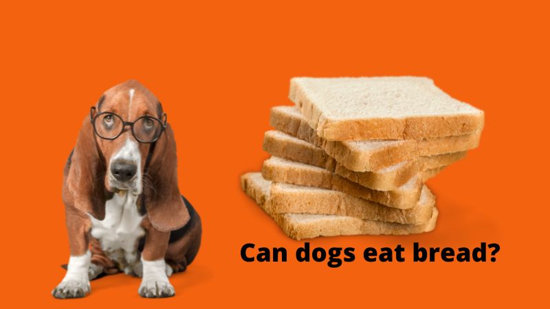 Can Dogs Eat Toast.
