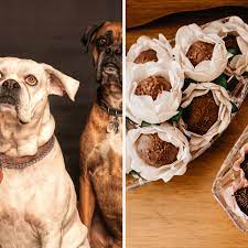 Can dogs eat truffle?