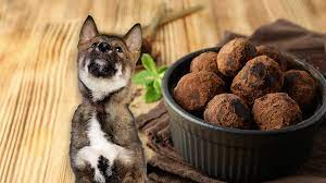 Can dogs eat truffle?