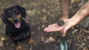 Can dogs eat truffle?