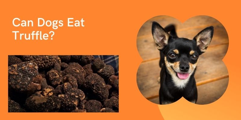 Can dogs eat truffle?What You Need To Know