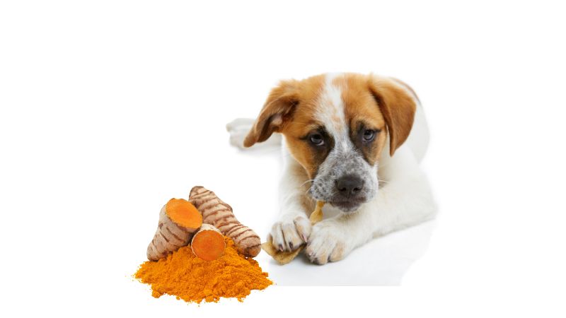 Can Dogs Eat Turmeric 