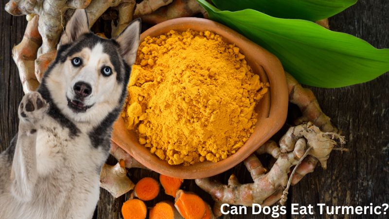 Can Dogs Eat Turmeric?