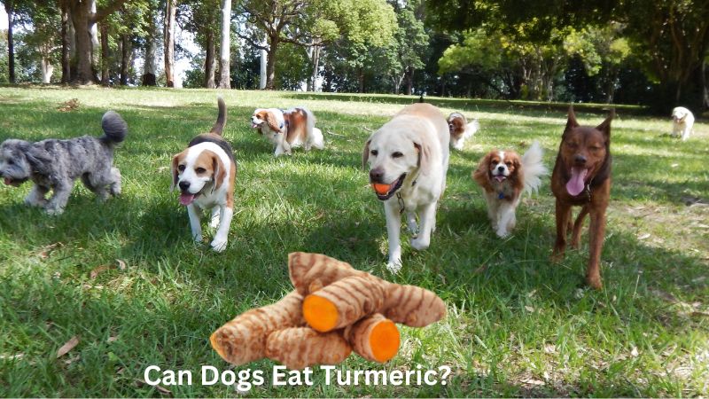 Can Dogs Eat Turmeric .,