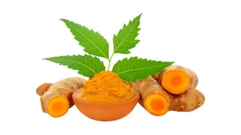 Can Dogs Eat Turmeric .,