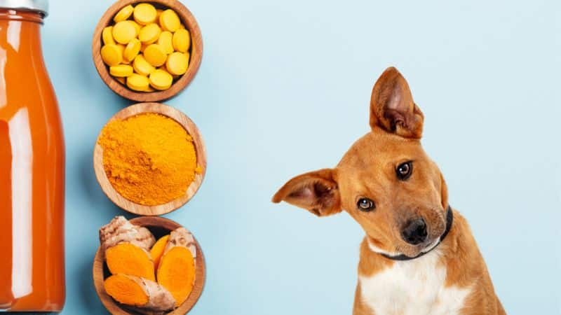 Can Dogs Eat Turmeric .,