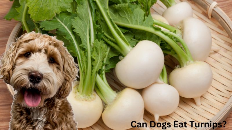 Can Dogs Eat Turnips?