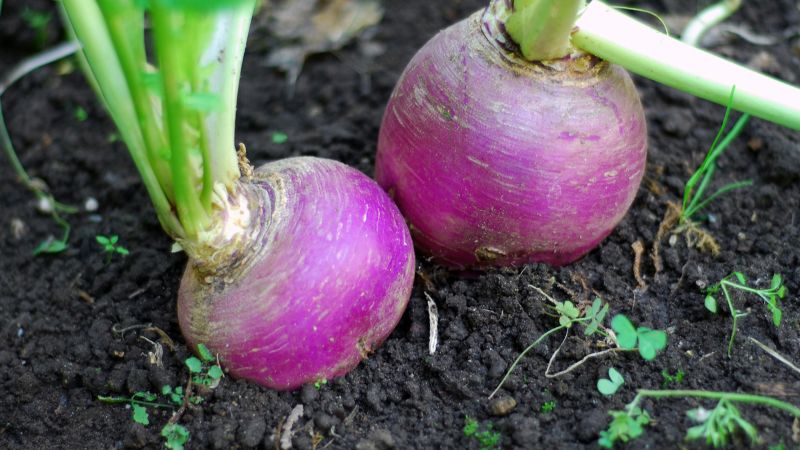 Can Dogs Eat Turnips.