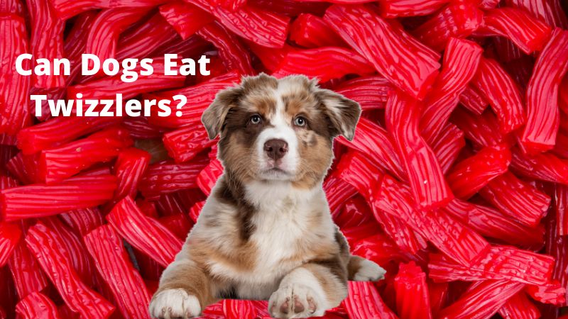 Can Dogs Eat Twizzlers?Facts & Safety Guide