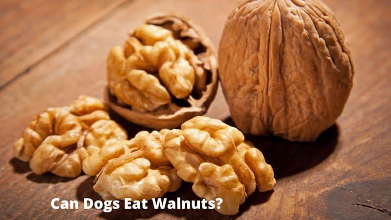 Can Dogs Eat Walnuts