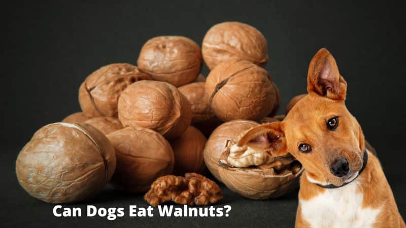 Can Dogs Eat Walnuts?Insight and Safety Tips