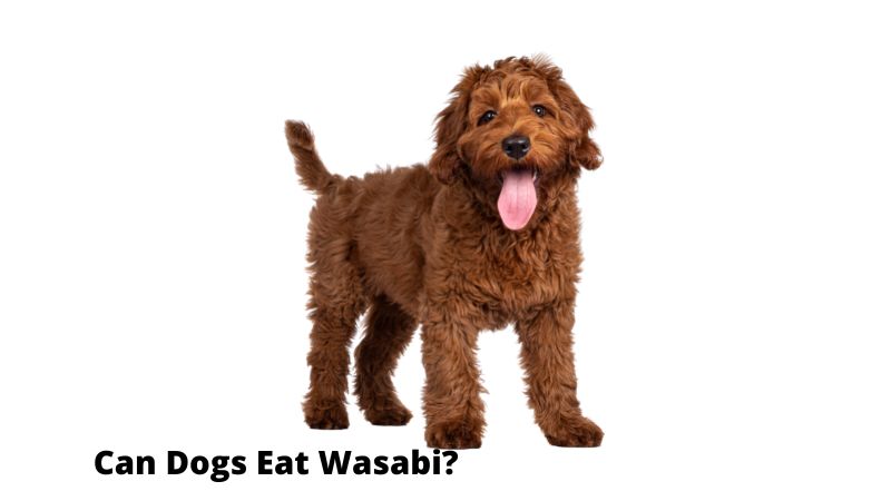 Can Dogs Eat Wasabi?
