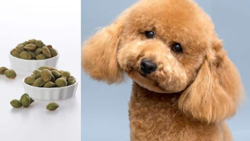 Can Dogs Eat Wasabi?