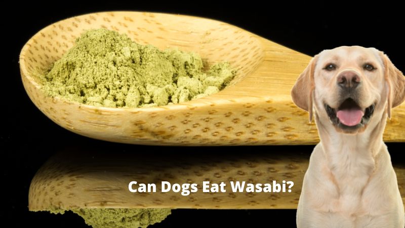 Can Dogs Eat Wasabi?Everything You Need to Know