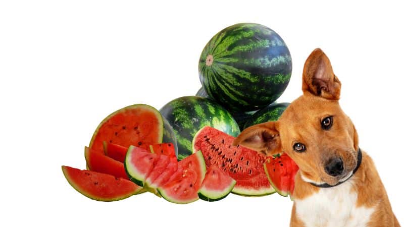 Can Dogs Eat Watermelon