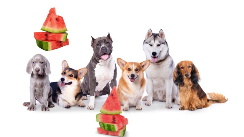 Can Dogs Eat Watermelon