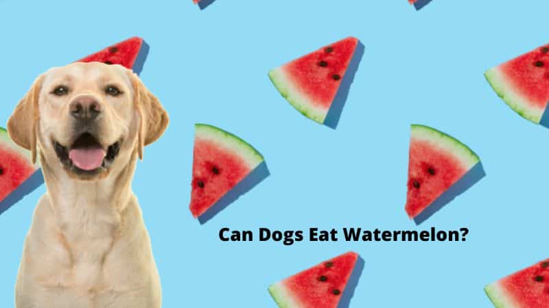 Can Dogs Eat Watermelon?