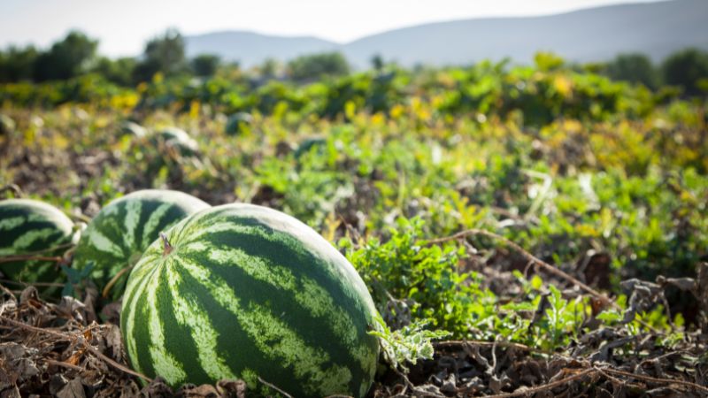 Can Dogs Eat Watermelon