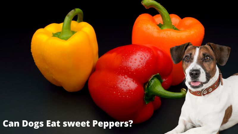 Can Dogs Eat sweet Peppers?