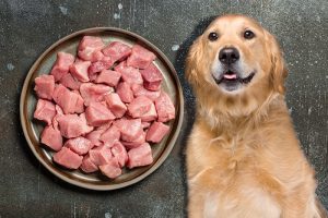 Can a dog eat pork?