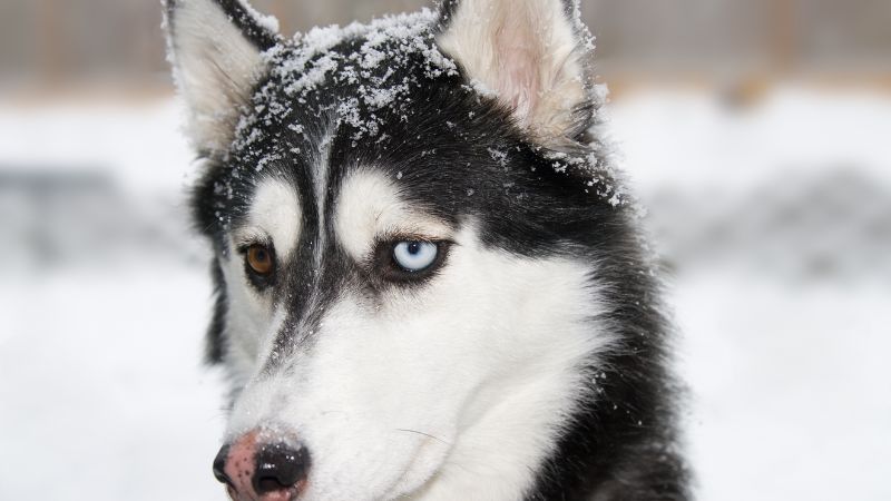 Can a dog eat snow