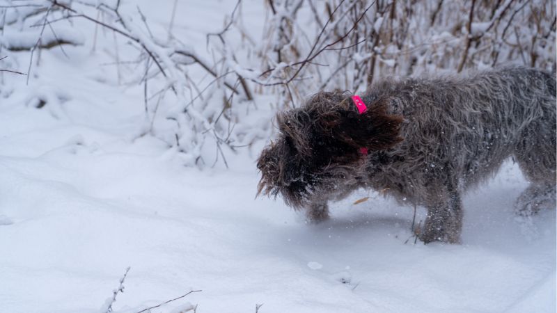 Can a dog eat snow.