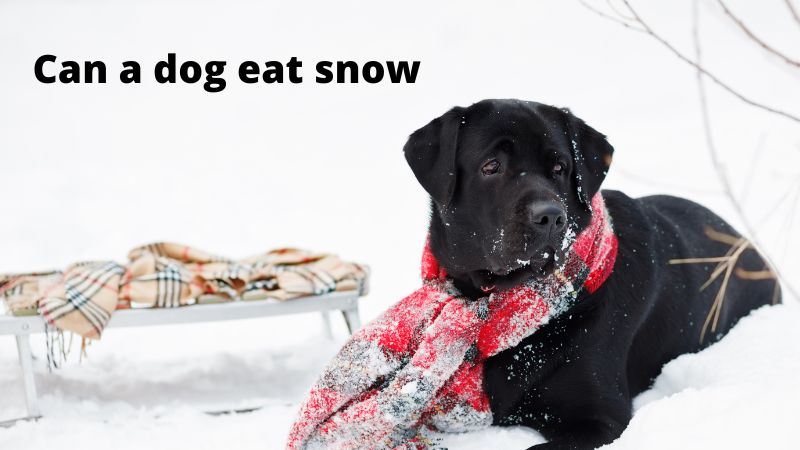 Can a dog eat snow