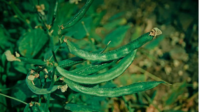 Can dogs eat Snow Peas