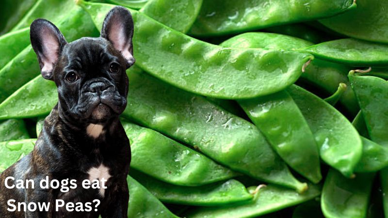 Can dogs eat Snow Peas?What You Need to Know