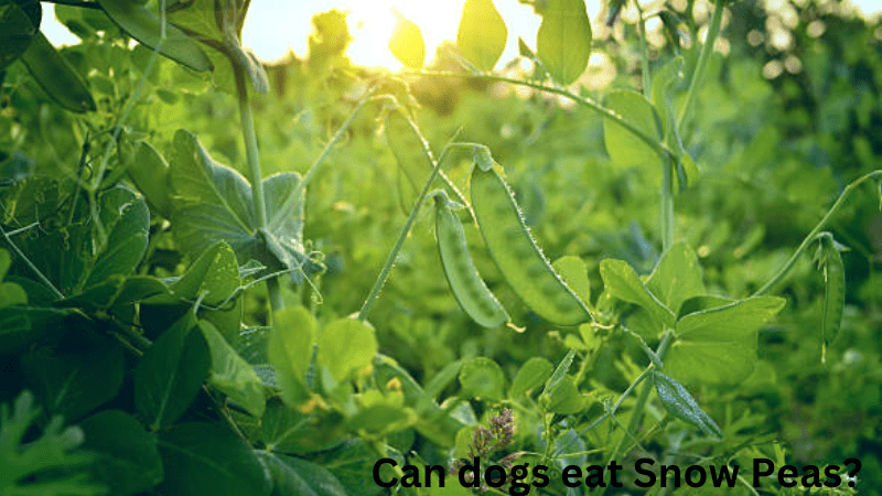 Can dogs eat Snow Peas