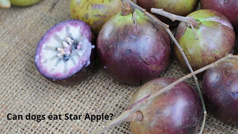 Can dogs eat Star Apple