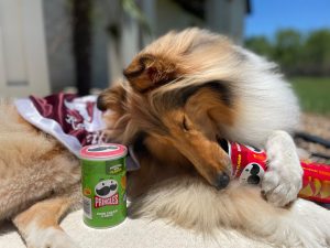 can dogs eat pringles?