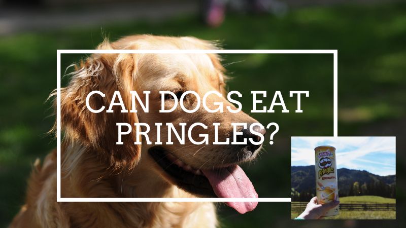 Can dogs eat pringles?