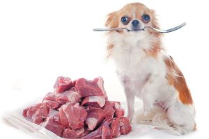 Can dogs eat prosciutto?