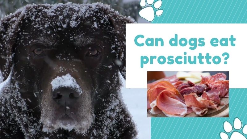 Can dogs eat prosciutto?No—And Here’s What To Do If Your Dog Does