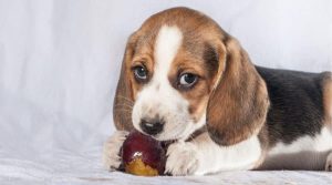 Can dogs eat prunes?