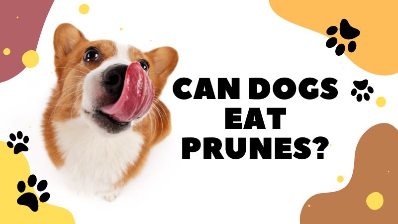 Can dogs eat prunes?All You Need To Know About Feeding Your Dog plums