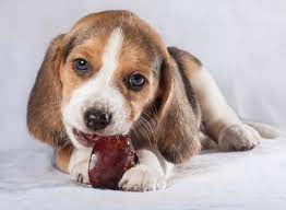 Can dogs eat prunes?