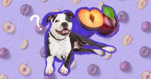 Can dogs eat prunes?