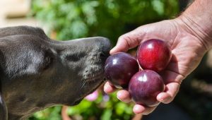 Can dogs eat prunes?