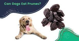 Can dogs eat prunes?