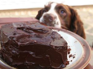Can dogs eat pudding?