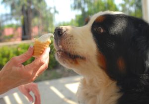 Can dogs eat pudding?