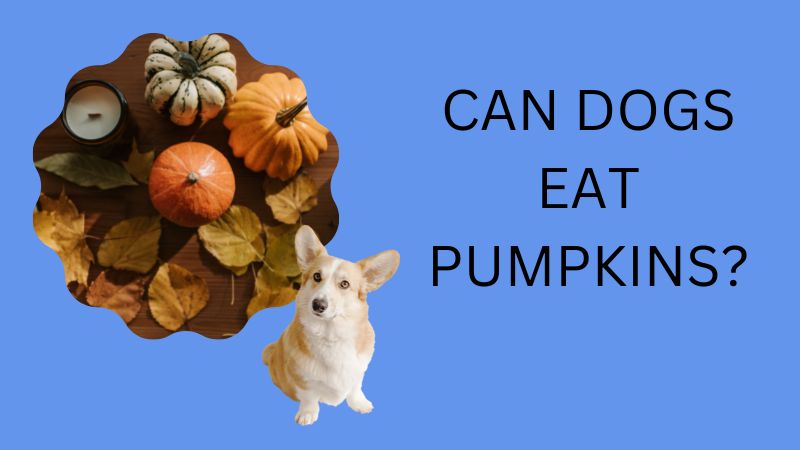 Can dogs eat pumpkins?A Comprehensive Guide